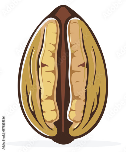 Illustration of a Whole Walnut Cut in Half Revealing Its Inner Kernels