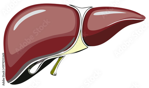 Vibrant illustration of the human liver, a vital internal organ for medical anatomy and healthcare concepts