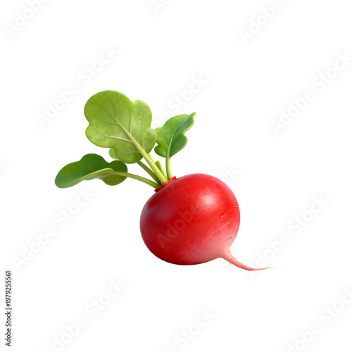 Fresh Red Radish with Green Leaves