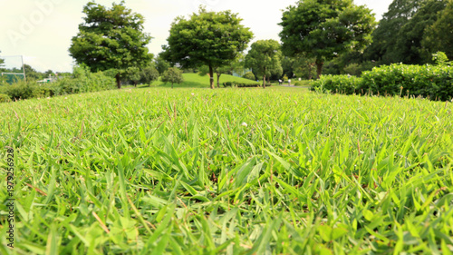 Fotografie Lush vibrant green grass field in Tatsumi Park, Koto-ku - Serene landscape of a