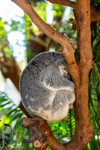 Photography koala on tree