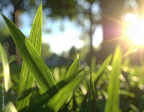 Blades of grass, sun flare, and blurred green background