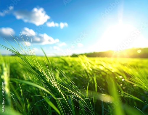 Lush green field basked in brilliant sunshine and blue sky