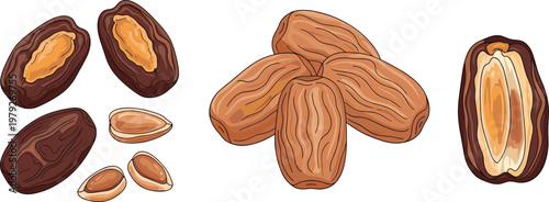 Flat vector dates fruit collection featuring whole and sliced dates with seeds healthy dried fruit food illustration isolated on light background