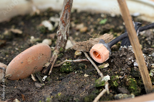 фотографія Drip irrigation irrigation emitter garden hose potted plant dry soil moss macro