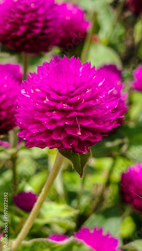 pink dahlia flower