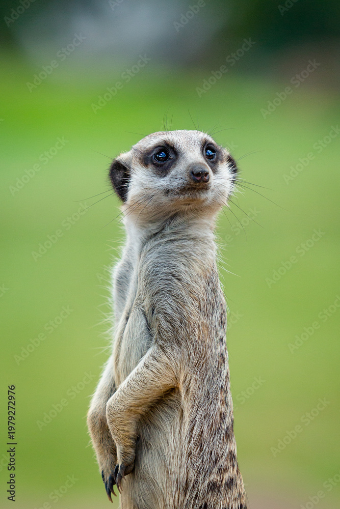 Fototapeta premium meerkat on guard duty