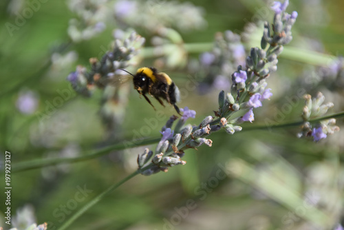 lavender bumblebee 