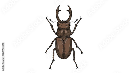 Large brown stag beetle insect with impressive mandibles depicted in a detailed hand-drawn natural history illustration style art.