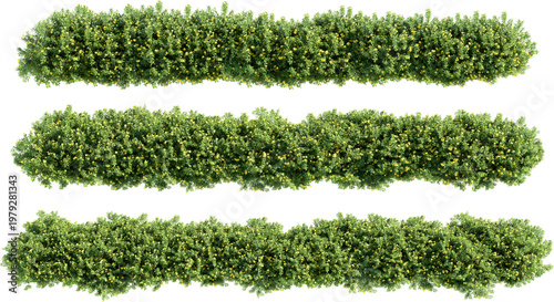 Shrubs and flower on a transparent background