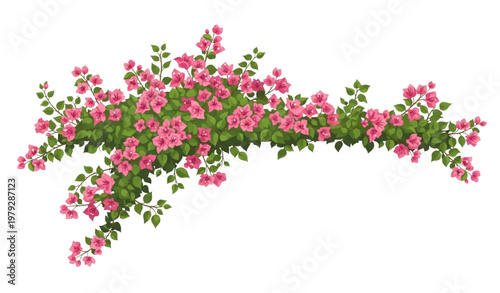 Bougainvillea floral vector illustration with abundant pink tropical blossoms
