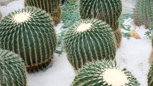 Huge round cacti grow in sand in botanical garden.