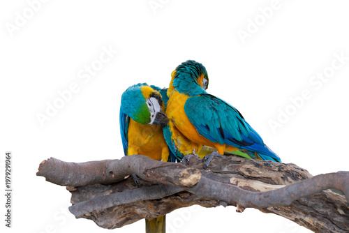 Two blue and yellow macaws are perched together on a dry tree branch, isolated on a white background.