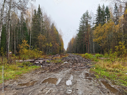 Road through forest showing muddy track surrounded by trees on a cloudy day in autumn