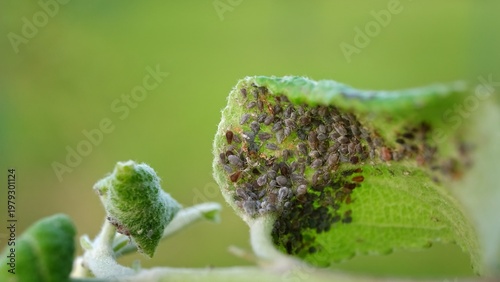 Fotografija Aphid
