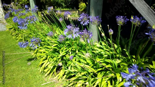 Purple Agapanthus Flowers Along Sunny Garden Path