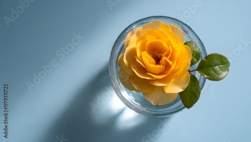 Top view of a single yellow rose in a transparent glass pot, soft shadow on smooth pastel blue background, clean modern product style