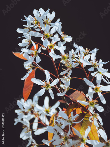 The blossom of an Amelanchier lamarckii tree