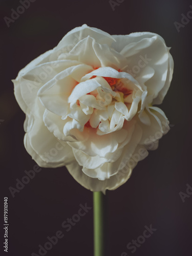 Bild auf Leinwand A front view of a Gay Tabor daffodil 'Narcissus'