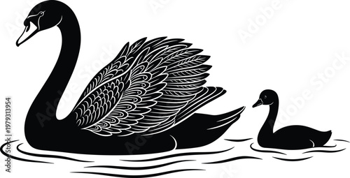 Elegant swan illustration, black and white drawing, adult swan, juvenile swan, water ripples, artistic bird design, graceful wildlife artwork vector