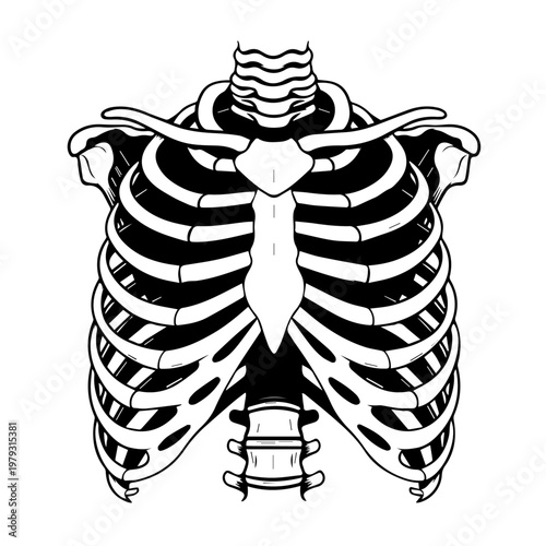 Detailed black and white illustration of a human ribcage and sternum anatomy for educational science and medical study.