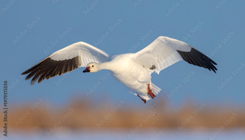 Fototapeta premium A white goose soars in a blue sky with its wings spread wide, about to land near a blurred snow-covered ground