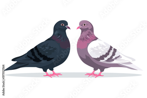 Two different pigeons sit opposite each other. Urban pigeons of gray and black colors. Vector illustration of a wild street doves.