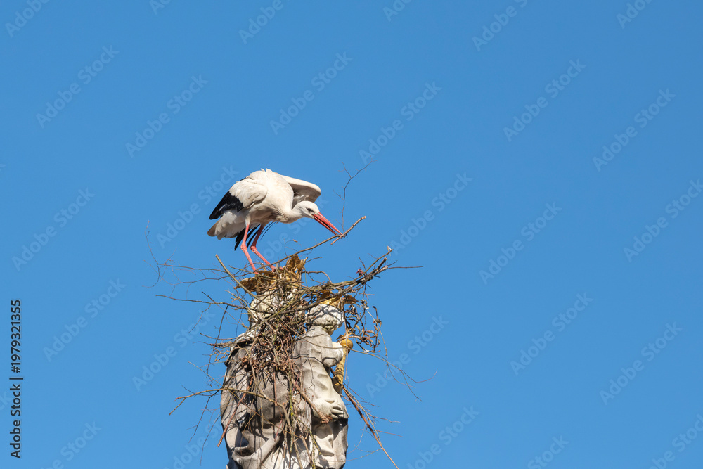Fototapeta premium Two white storks are building a nest on the historic Marian column in the old town of Freising