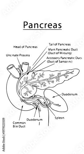 Anatomical Diagram of the Pancreas with Labeled Ducts and Associated Organs.