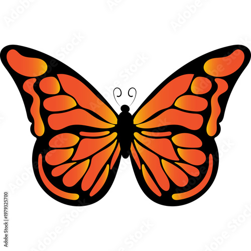 Butterfly Illustration