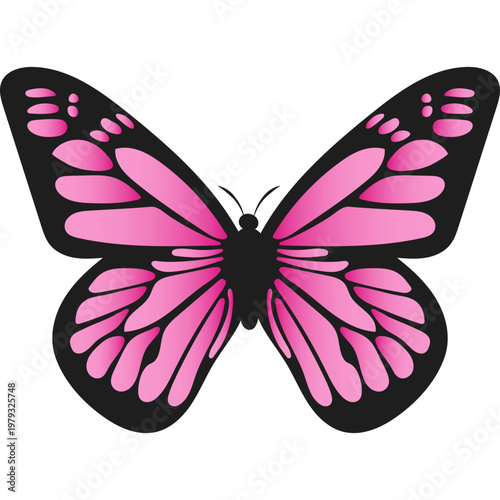 Butterfly Illustration