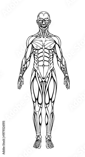 Detailed anatomical illustration of the human muscular system for educational reference.