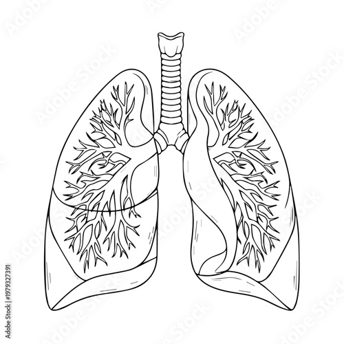 Detailed anatomical sketch of human lungs showing bronchial tree and alveolar structures.