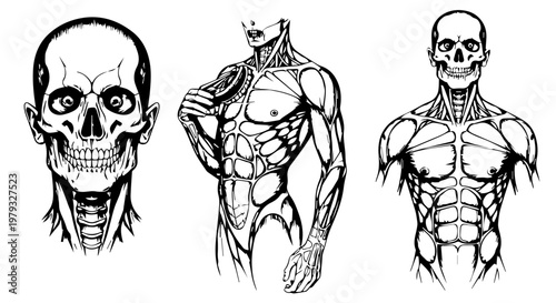 Triple Anatomical Illustration of Skull, Muscular Torso, and Skeletal Figure for Educational Reference.