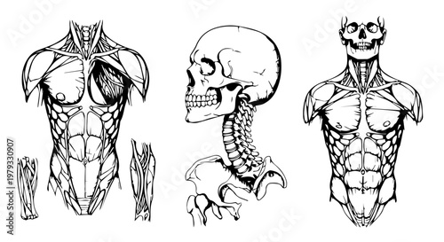 Anatomical study of torso muscles and skeletal profile in static drawings.