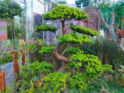 The lush podocarpus tree with its winding trunk and green leaves is very popular in landscape and bonsai art.