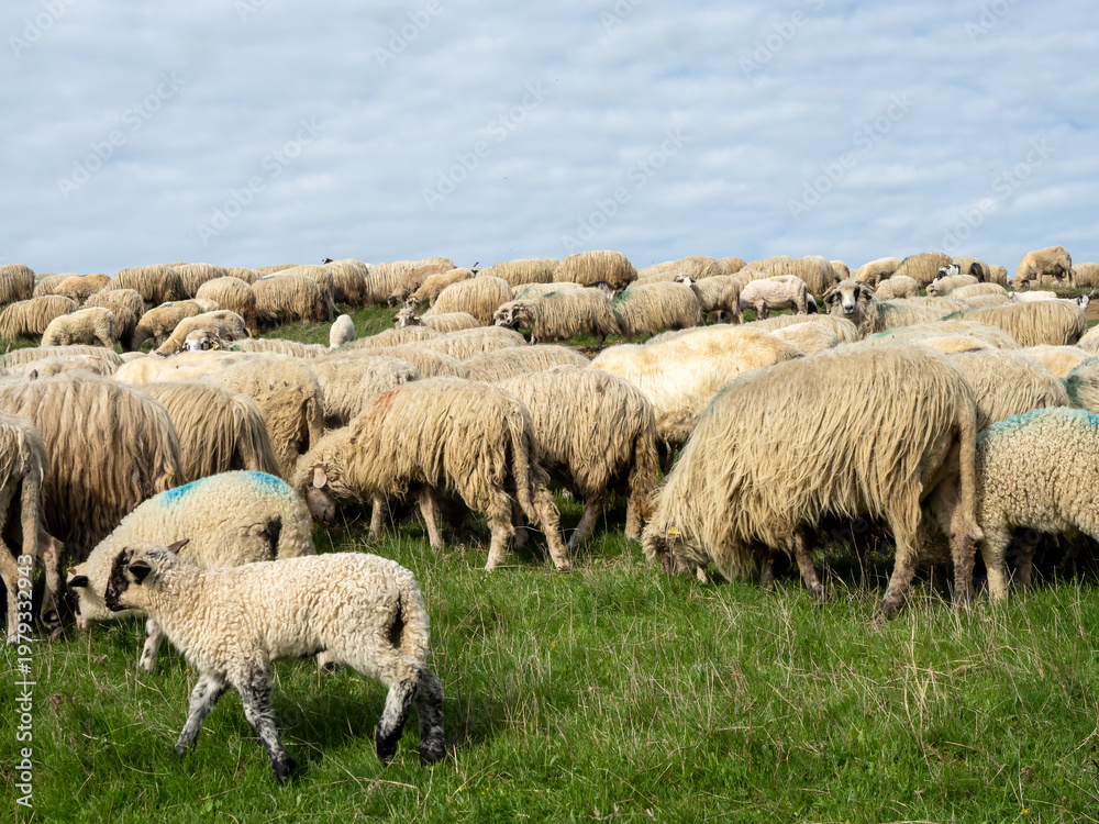 Obraz premium Large Sheep and Goats Flock Crossing Summer Field