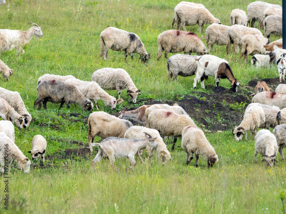Fototapeta premium Large Sheep and Goats Flock Crossing Summer Field
