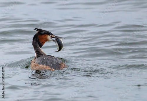 Haubentaucher mit Fisch