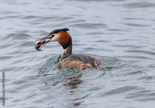 Haubentaucher mit Fisch