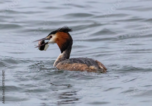 Haubentaucher mit Fisch