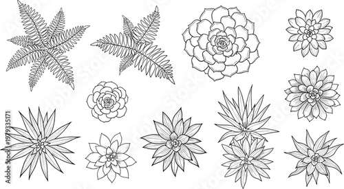 Black and White Succulent and Fern Plant Icon Set Featuring Detailed Drawings of Cacti, Succulents, and Ferns for Botanical Design