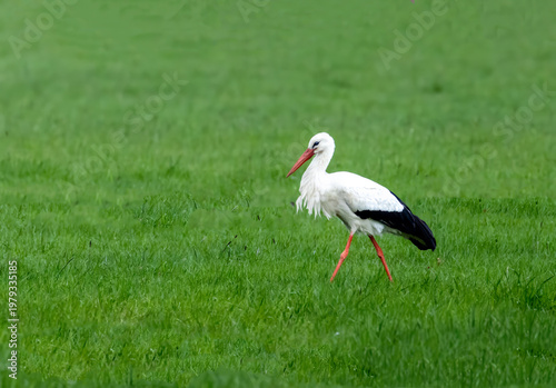 Storch