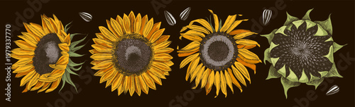 Sunflowers sketched vector collection with flowers and seeds