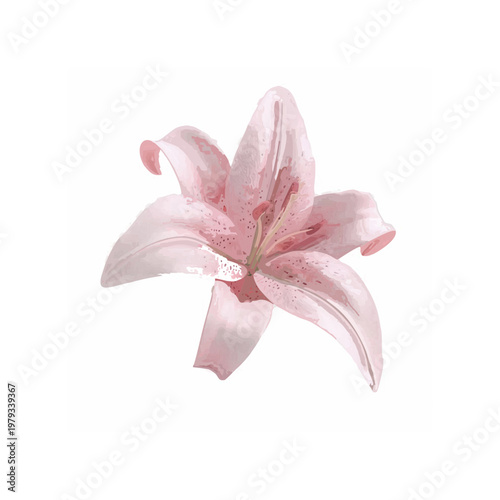 pink lily
