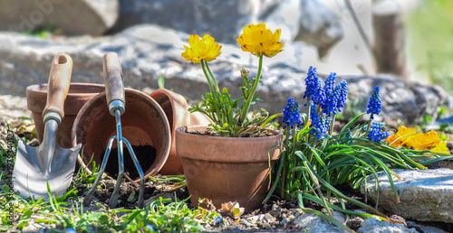 Cuadro en lienzo blue muscaris flowers blooming i yellow buttercup with planting shovel on the so