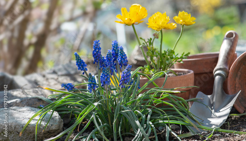 blue muscari flowers blooming in foreground and yellow buttercup background w...