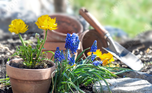 blue muscaris flowers blooming and yellow buttercup potted  with planting sho...