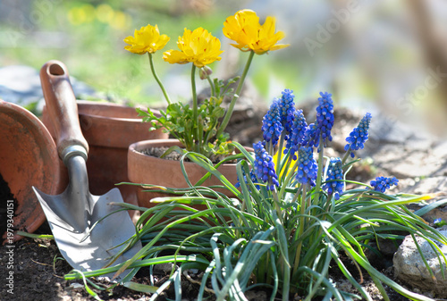 blue muscaris flowers blooming in foreground and yellow buttercup background ...