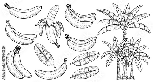 Hand Drawn Banana Fruit and Tree Retro Ink Sketch Vector Set